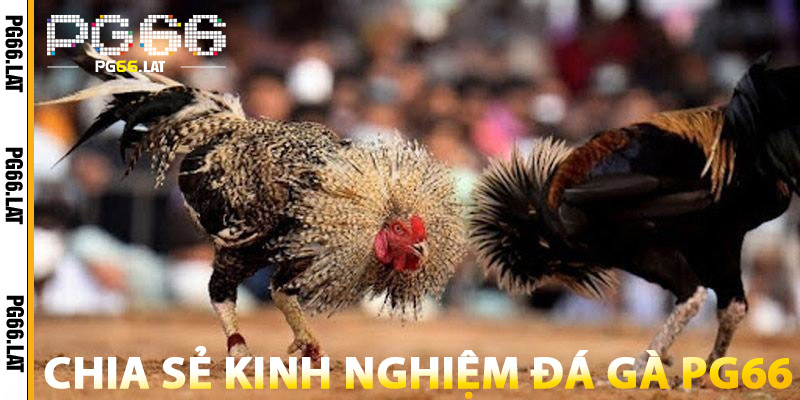 Đá Gà PG66 – Đấu Trường Gà Online Kịch Tính, Minh Bạch 1 Chia Sẻ Kinh Nghiệm Đá Gà PG66